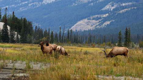 Four-Rocky-Mountain-elk,-bulls-and-cows,-graze-in-mountain-meadow,-Alberta,-Canada