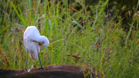 White-Egret-on-the-back-of-a-buffalo-and-almost-losing-its-balance