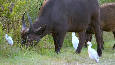Mother-and-calf-buffalo-grazing-in-the-tall-grass-with-egrets-relaxing-around-them