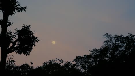 Twilight-scene-with-full-moon-in-sky,-silhouette-of-trees-in-foreground
