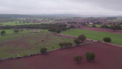 Rural-farm-land-with-cows-in-Itria-valley-during-cloudy-day,-aerial