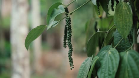 Close-up-zoom-in-shot-of-Black-pepper-plant-with-peppercorns