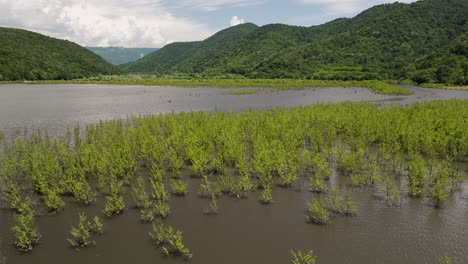Ferns-and-waterplant-bushes-in-shallow-water-of-Tkibuli-lake-reservoir