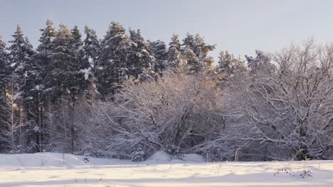 Magical-winter-forest-during-snowfall-on-sunny-freezing-day