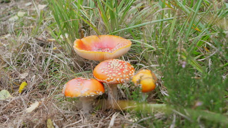 Fly-Agaric-Mushrooms-in-Grassy-Woodland