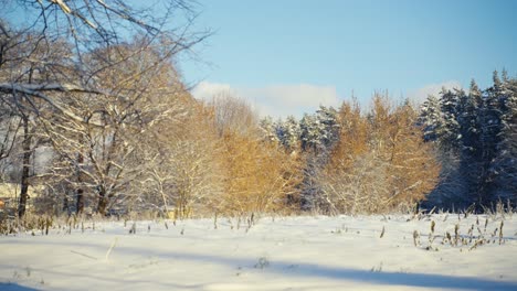 Baumschatten,-Der-Sich-Auf-Reinem-Weißen-Schnee-In-Der-Winterlandschaft-Bewegt,-Zeitraffer