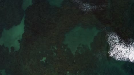 Bird's-eye-top-down-aerial-drone-shot-passing-over-beautiful-crystal-clear-green-water-with-rocks-and-seaweed-below-in-the-famous-Porto-de-Galinhas-or-Chicken-Port-beach-in-Pernambuco,-Brazil