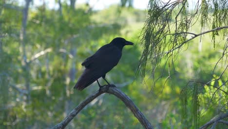 Schwarzer-Vogel-Sitzt-Auf-Einem-Stock-Und-Kräuselt-Federn-Mit-Offenem-Mund,-Bevor-Er-Abfliegt