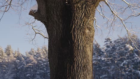Broadleaf-tree-trunk-against-pine-tree-forest-in-winter-season,-close-up