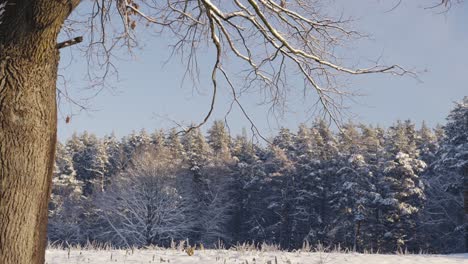 Schneebedeckter-Baumstamm-Und-Äste-In-Der-Nähe-Des-Waldgebiets,-Ansicht-Nach-Oben-Kippen