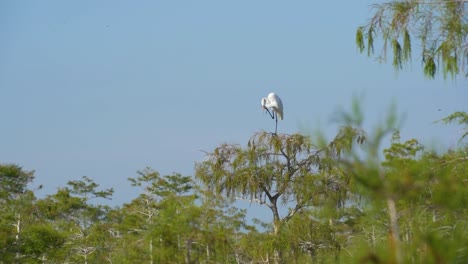Weißer-Reiherkranich,-Der-Auf-Einem-Fuß-Auf-Baumspitze-Im-Everglades-nationalpark-Florida-Steht