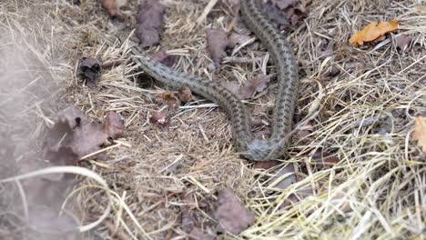 Closeup-Of-Smooth-Snake-On-The-Ground-With-Dry-Grass-And-Leaves