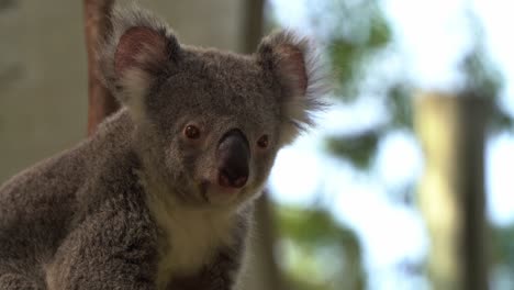 Close-up-shot-of-a-cute-female-koala,-phascolarctos-cinereus-with-fluffy-grey-fur,-daydreaming-during-the-day