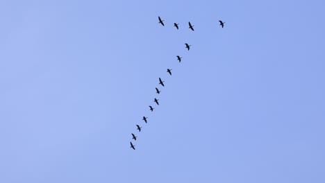 Geese-migrate-in-natural-flying-V-formation-through-clear-blue-sky-on-sunny-day