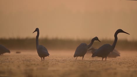 Great-egrets-fishing-in-Misty-Morning-in-backlit