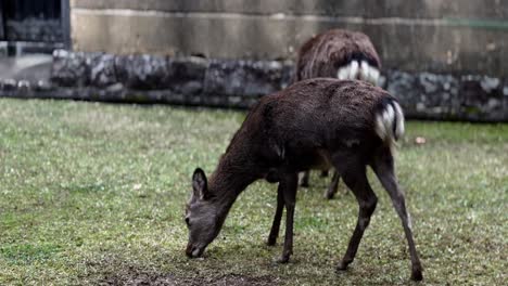Los-Ciervos-Sika-Se-Frotan,-El-Parque-De-Nara,-Japón