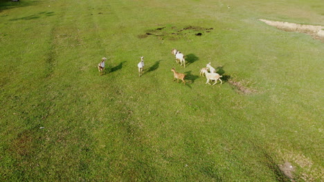 Drone-view-of-goats-running-on-a-green-grassy-field