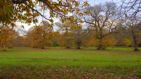 Green-Lawn-Surrounded-With-Golden-Autumn-Trees-In-The-City-Park