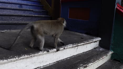 Wild-Macaque-Monkey-Walking-Down-Stairs-at-Batu-Caves,-Kuala-Lumpur