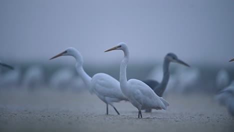 Great-Egrets-in-fogy-Morning