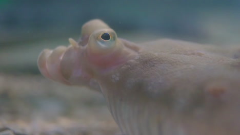 Close-up-Of-Flatfish--Floating-Underwater.