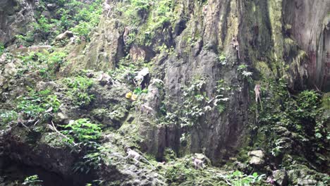 Many-Wild-Macaque-Monkeys-in-Lush-Green-Mountain-at-Batu-Caves,-Malaysia