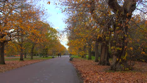 Seasonal-landscape,-autumn-scene-in-with-treelined-avenue-in-Greenwich-park,-London
