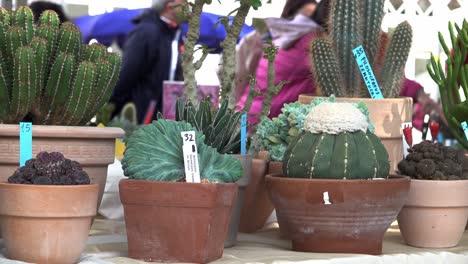 Cacti-on-display-at-the-annual-flower-market-in-Meran,-South-Tyrol,-Italy