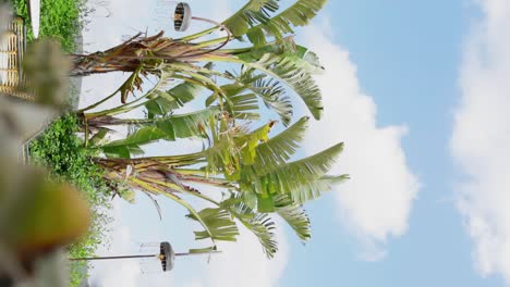 Vertikale-Aufnahme-Für-Soziale-Medien-Von-Palmen-Auf-Einer-Sonnigen-Tropischen-Insel