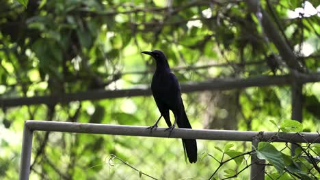 Great-tailed-grackle-blackbird-resting-on-a-fence-in-Costa-Rica,-Close-up-shot