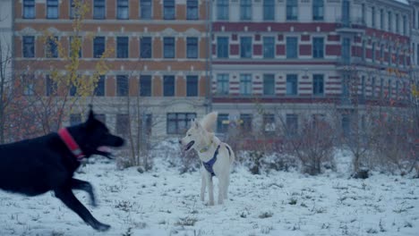 Perros-Corriendo-Sobre-La-Nieve-De-Husky---Siberia