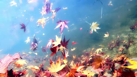 Red-Maple-Leaves-Moving-Under-The-Clear-Water-Between-The-Rocks