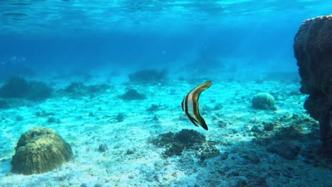 Teira-Fledermausfische,-Die-In-Klaren,-Blauen-Tropischen-Gewässern-Schwimmen