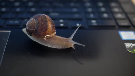 Snail-moving-through-a-laptop