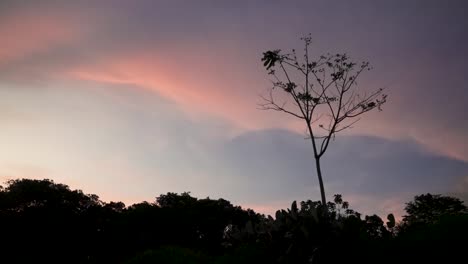 Pastel-sunset-clouds-with-Jacaranda-tree-silhouette-in-Costa-Rica,-Wide-locked-shot