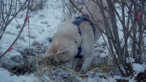 A-dog-digging-hole---Siberian-Husky-In-Snow