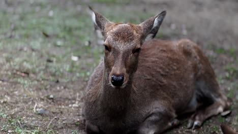 Sleeping-Sika-Deer,-Shaking-Ears-To-Get-Rid-of-Mosquitoes,-Nara-Park,-Japan