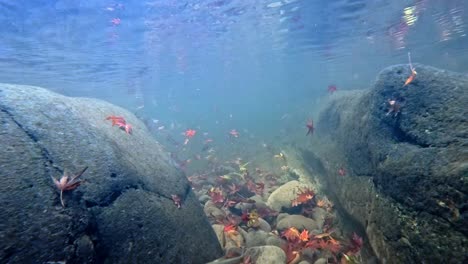-Colorful-Autumn-Foliage-Moving-Under-The-Clear-Water-Between-The-Rocks