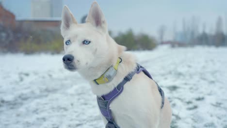 Ein-Hund-Mit-Weißen-Augen,-Der-Im-Weißen-Schnee-Von-Husky-Genießt---Sibirisch
