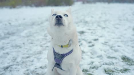 Un-Perro-Mirando-Hacia-Arriba-Sobre-La-Nieve-Husky-De-Siberia