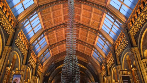 Esqueleto-De-Ballena-Azul-Joven-Que-Cuelga-Dentro-De-La-Sala-Hintze-Del-Museo-De-Historia-Natural-En-Londres,-Reino-Unido