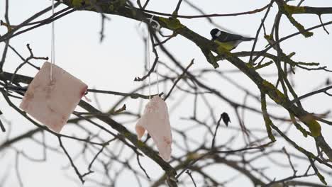 blue-tit-passerine-bird-eating-lard-strip-hanging-from-tree-during-winter-season