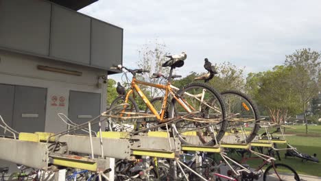 Streunende-Tauben,-Die-Auf-Verlassenen-Und-Schmutzigen-Fahrrädern-Sitzen-Und-Kot-Machen