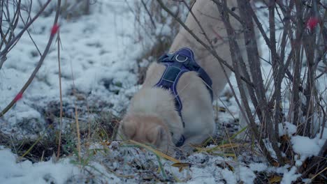 A-dog-digging-hole-in-white-snow-of-husky-Siberia