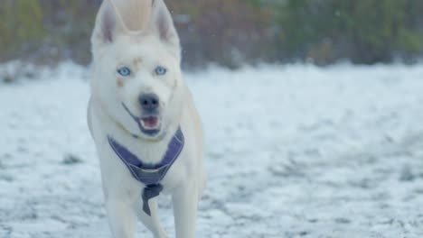 Un-Perro-Paseando-La-Nieve-De-Husky---Siberia