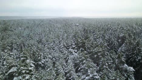 Luftaufnahme-Eines-Gefrorenen-Pinienwaldes-Mit-Schneebedeckten-Bäumen-Im-Winter