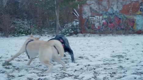 Hunde,-Die-Sibirischen-Husky-Im-Schnee-Spielen