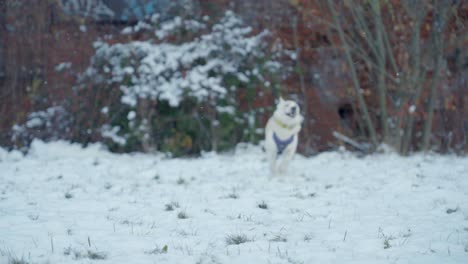 Dog-running-over-the-snow-of-husky--Siberia