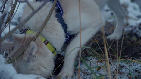 A-dog-sniffing-in-the-white-snow-of-Husky---Siberia