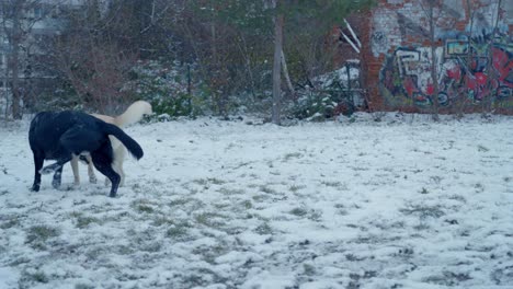 Hunde-Spielen-Im-Weißen-Schnee-Von-Husky---Sibirien